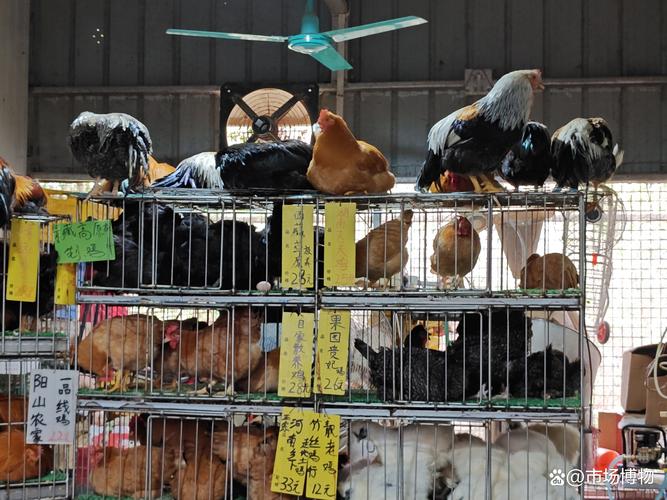 广州荔塱 市区唯一的活禽销售据点与家禽销售之乐