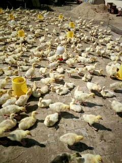 北京114畜牧养殖 优质家禽销售，0到60日龄鸡、鸭、柴鸡等