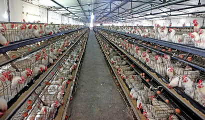 液氮速冻鸡肉 现代家禽销售中的便利与健康考量