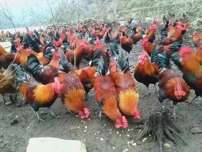 贵州土鸡苗销售厂家 优质家禽销售的可靠选择