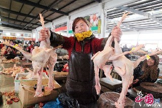 江苏赣榆 禽流感阴影下的家禽交易市场