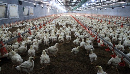 圣农发展净利润激增两倍的背后 家禽销售规模未扩大下的盈利密码