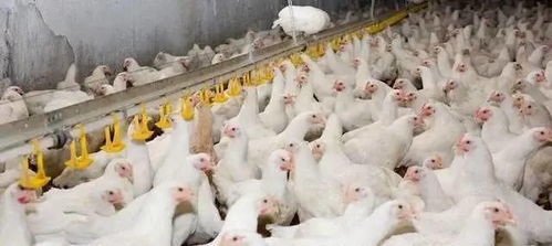 活禽交易逐步取消，肉鸡价格能否实现大翻身？