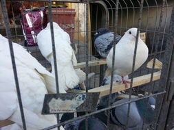 哈尔滨家禽市场销量受H7N9禽流感冲击出现明显下降