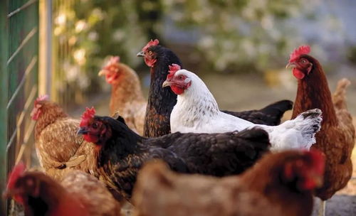 进一步推动生猪家禽生产稳定发展 保障家禽销售的关键路径