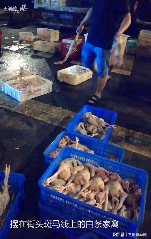 违规销售白条家禽引冲突，摊主“占道费”说辞难掩监管失职