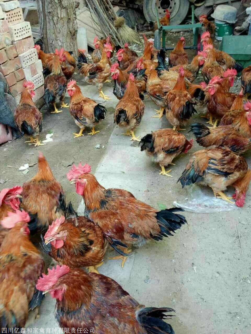 良凤花鸡苗孵化场直销 品质快大型肉鸡的首选