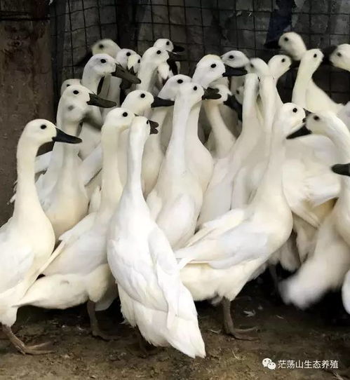 深圳特色养殖直销经营部 优质家禽直供，新鲜健康到家