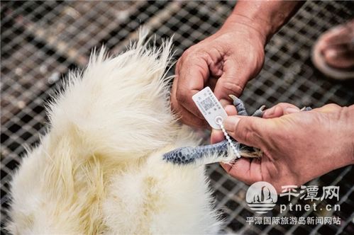 从源头到餐桌 平潭严把家禽销售食品安全关