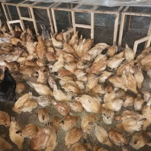 家禽销售 行业现状、挑战与未来发展策略