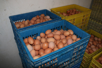 讲臻事‖一位蛋鸡养殖人的艰苦创业故事——马水堂的家禽销售之路