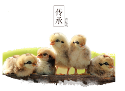 广东天农优品清远鸡 自然散养的馈赠与精确的高清之旅